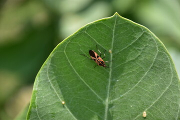 A detailed close-up of a vibrant green leaf with visible veins and small blemishes. A striking black and orange insect rests on its surface, adding contrast and texture
