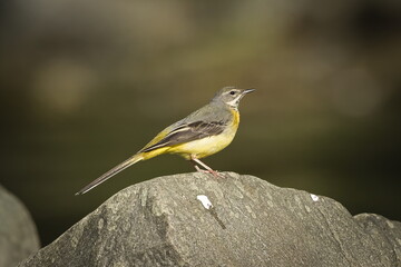 Motacilla cinerea aka Grey wagtail perched on the stone in river. Common bird in Czech republic in...