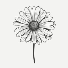 Daisy flower floral drawing botanical illustration vector art design nature garden petal bloom blossom plant silhouette