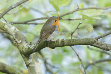European robin (Erithacus rubecula) sitting on a tree branch in Zurich, Switzerland
