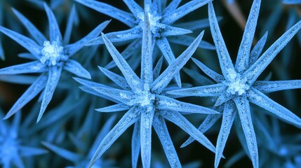 Frozen star shaped plant with spiky leaves covered in ice