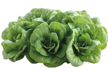 Obraz premium Fresh Green Lettuce Heads Dew Drops Healthy Food Isolated on Black Background