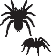 Tarantula Vector Silhouette