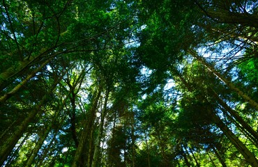 Big trees in forest high in the sky with sun rays spring background