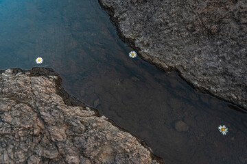 Floating Daisies in Rocky Water Pool