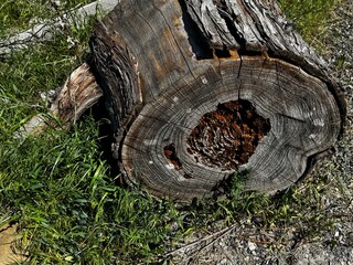 Cut trunk of a dead tree in the grass