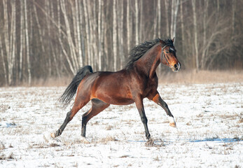 Bay Tersk horse runs free in winter