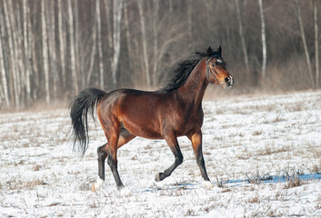 Bay Tersk horse runs free in winter