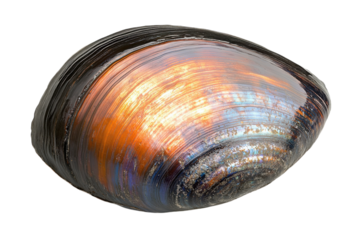 Iridescent mussel shell vibrant copper and blue hues detailed texture isolated on white background