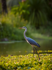 Fototapeta premium Standing under the morning sun and then takes off to fly away, Grey Heron Ardea cinerea, Thailand