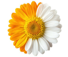 Vibrant flower bloom nature botanical color contrast isolated on transparent background