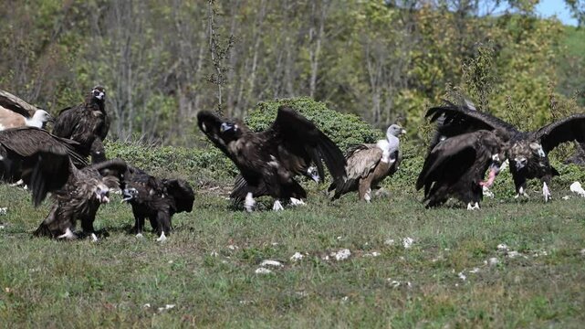 Cinereous Vulture (Aegypius monachus) and Griffon Vulture (Gyps fulvus) feed on carrion in their natural environment. A powerful scene of wild scavengers in slow motion.