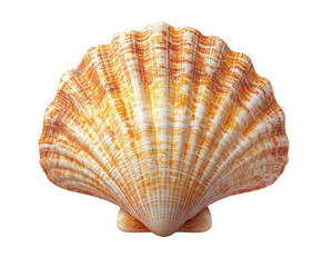Artistic shell display beachfront natural isolated on transparent background