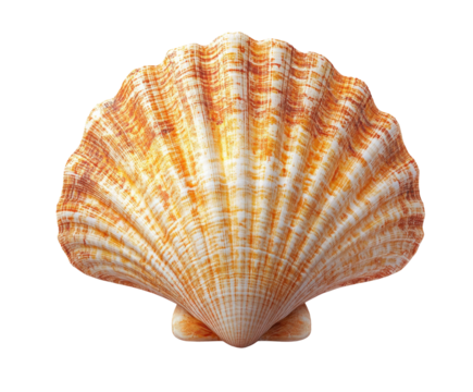 Artistic shell display beachfront natural isolated on transparent background