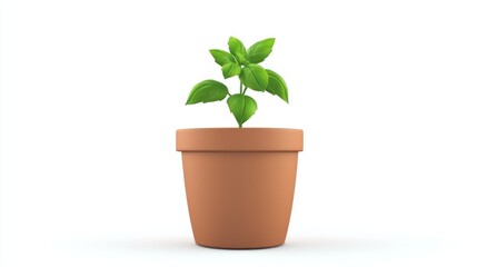 Fototapeta premium A small basil plant in a terracotta pot