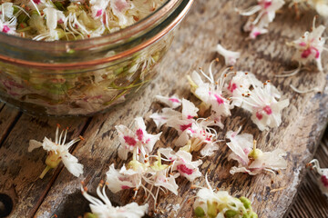 Fresh horse chestnut blossoms - ingredient for homemade herbal tincture