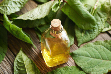 A bottle of tincture with fresh japanese knotweed or Reynoutria japonica plant