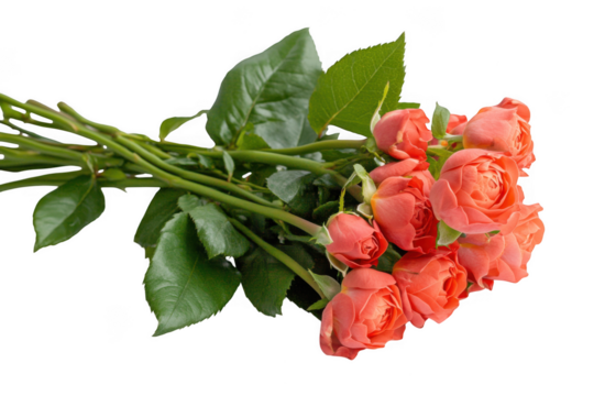 Bunch of roses with leaves on transparent background