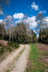 Spring forest pathway view