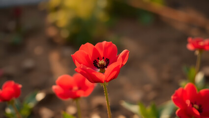 Vibrant Red Tulip Blossom in Spring Garden Landscape - Macro Close-Up of Nature's Delicate Beauty
