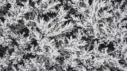Frosty Evergreen Branches Winter Wonderland Scene