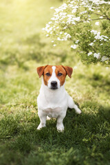 Adorable Jack Russell Terrier dog walks on green grass at park