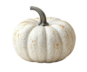 Harvesting white pumpkin in autumn nature view isolated on transparent background