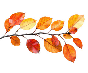 Autumn leaves falling from branch nature isolated on transparent background