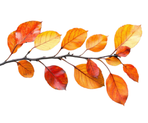 Autumn leaves falling from branch nature isolated on transparent background