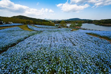 るるパークのネモフィラ
