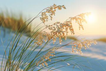 Obraz premium Seone oats play one vital role in protecting sand dunes from erosion and creating habitats, promoting one harmonious balance between nature and human presence in coastal areas 