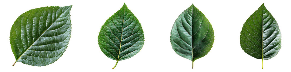 Set, group, collection of A single leaf isolated on transparent background.