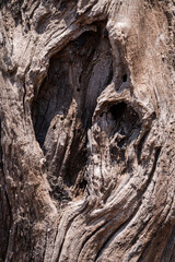 árbol, con textura, corteza, madera, naturaleza, viejo, café, cofres, abstracta, dechado, roca, nativo