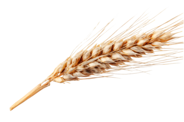 Golden Wheat Ear Harvest Bounty Nature's Gift