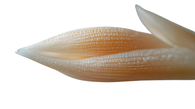 CloseUp of Intricate Shell Texture with Natural Patterns and Soft Colors