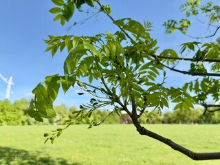 Young Ash Tree Branch with Green Samaras (Winged Seeds)
