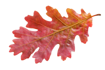 Stunning Red Oak Leaf Autumn Colors Nature Beauty