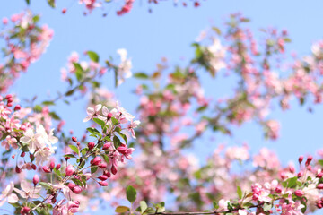 Flowering of ornamental apple tree. Beautiful flowers with selective focus. Tree blooming in spring. Natural background