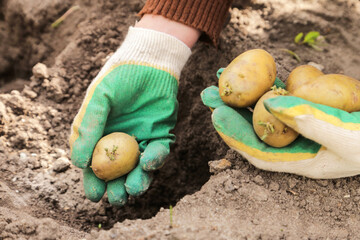 Farmer planting potato in soil ground in garden. Hands in gloves with sprout potatoes close up. Growing organic vegetables