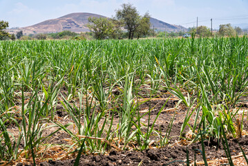 cocula, campa, cielo, paisaje, césped, naturaleza, verde, verano, agricultura, dehesa, azul, trigo, primavera