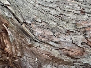 Rough Tree Bark Pattern Macro