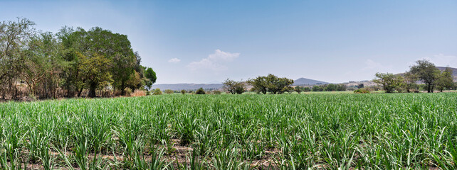 cocula, campa, cielo, paisaje, césped, naturaleza, verde, verano, agricultura, dehesa, azul,...