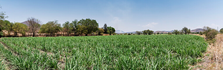 Obraz premium cocula, campa, cielo, paisaje, césped, naturaleza, verde, verano, agricultura, dehesa, azul, trigo, primavera