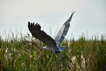 This is a nesting blue heron in flight 
