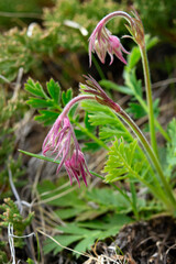 Beautiful pink spring wildflowers Geum triflorum, commonly known as prairie smoke, old man's whiskers, grow in the wilderness area in prairies.