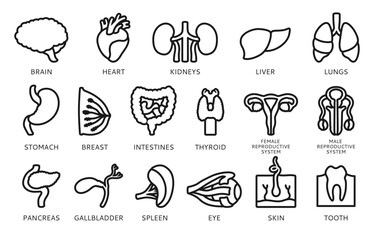 Human organs sign with names description set infographic. Linear symbol lung, brain, heart, reproductive system female male, skin hair tooth eye, body elements collection. Vector illustration icon set