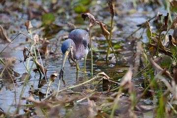 This is tricolored heron in a march 
