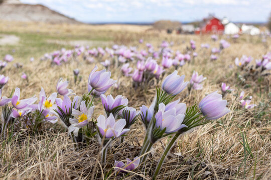 Prairie landscape with early wildflowers Pulsatilla patens (Prairie crocus or Eastern pasqueflower) growing in dry grass. Blue sky, red barn and hills on the background. Kleskun Hill, Alberta, Canada