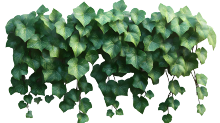 Green Ivy Plant Lush Foliage Natural Texture Hanging Vines Detailed Leaves Botanical Gree
