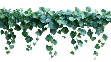 Green Leaf Vine Hanging Plants Lush Foliage Natural Texture Botanical Background